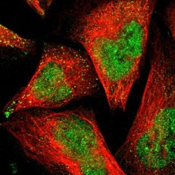 PSMD14 Antibody, Novus Biologicals:Antibodies:Primary Antibodies